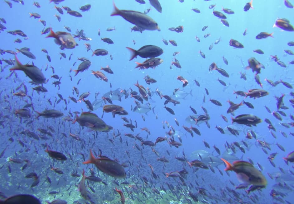 CREMA marine conservation team working with Iguana Divers in Santa Teresa Costa Rica