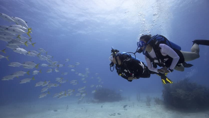 PADI 5 Star Dive Center certification badge for Iguana Divers