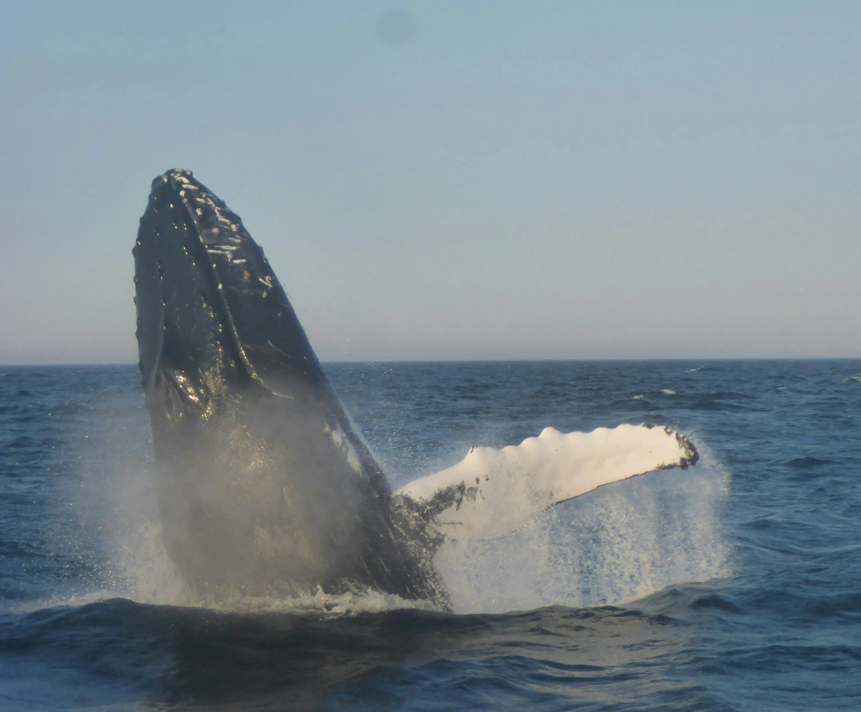 Humpback whale breaching in the Pacific Ocean near Santa Teresa Costa Rica