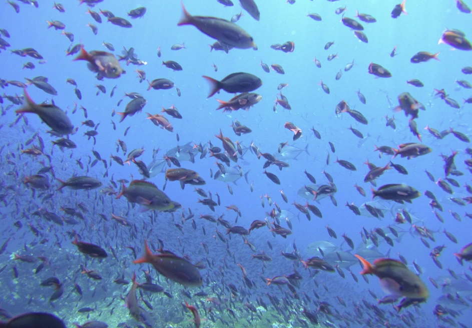CREMA marine conservation team working with Iguana Divers in Santa Teresa Costa Rica