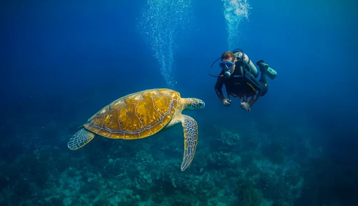 Certified diver exploring underwater reef in Santa Teresa Costa Rica