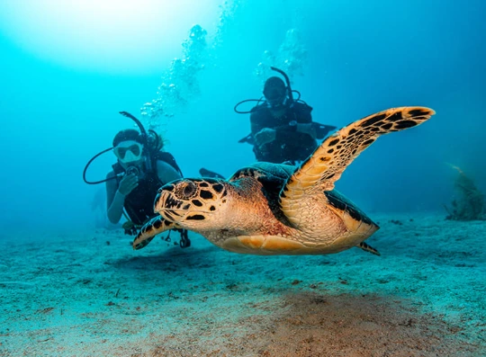 Iguana Divers team underwater diving in Santa Teresa Costa Rica