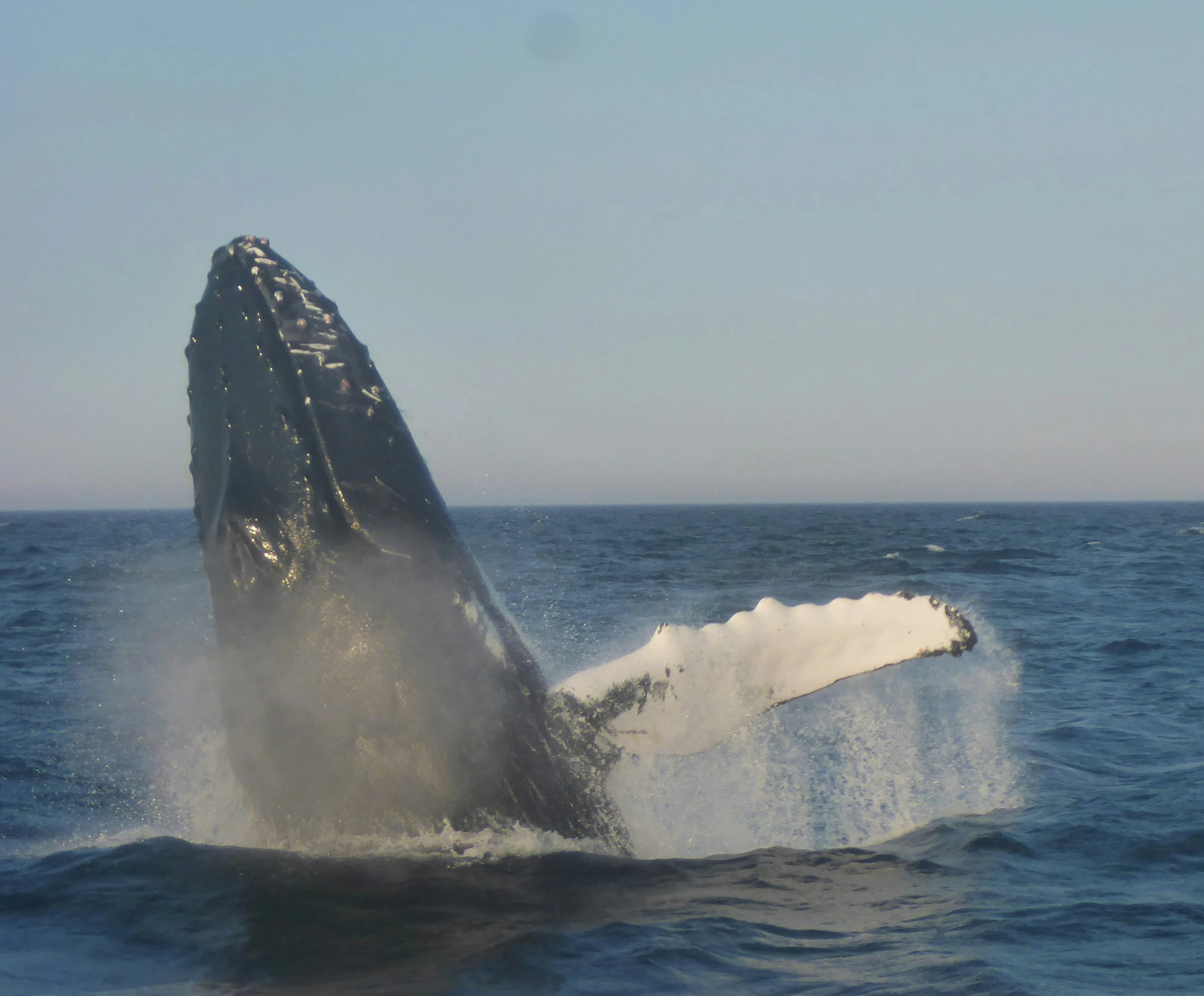Humpback whale breaching in the Pacific Ocean near Santa Teresa Costa Rica
